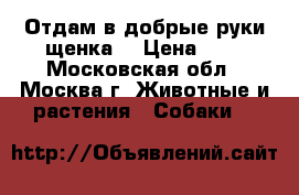 Отдам в добрые руки щенка. › Цена ­ . - Московская обл., Москва г. Животные и растения » Собаки   